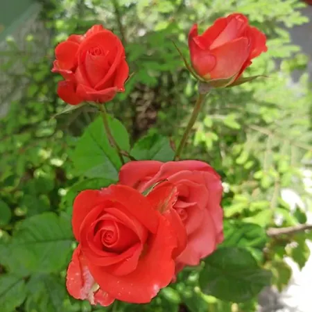 ,, Ekaterina Nessebar